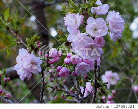 開き始めた桃の花(たくさんの花と蕾をつけたハナモモの枝) 開き始めた桃の花(たくさんの花と蕾をつけたハナモモの枝) 124688321