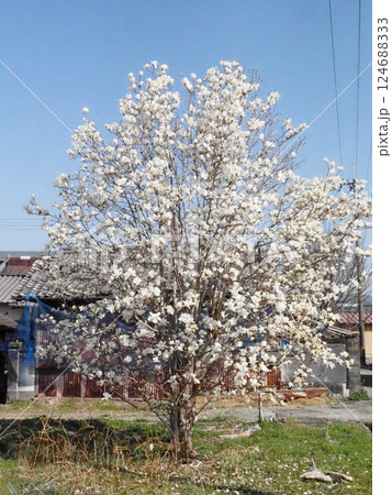 空き地のコブシの木（柔らかい春の日差しの中の白い辛夷の花々） 124688333