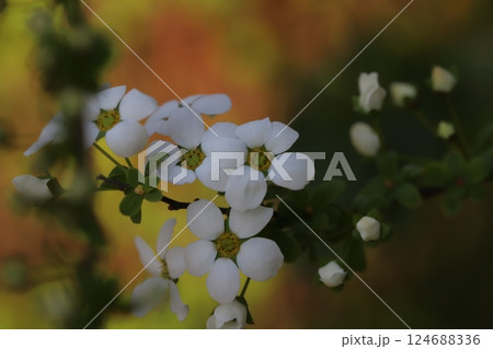春の庭に咲く雪柳の小さな白い花 124688336