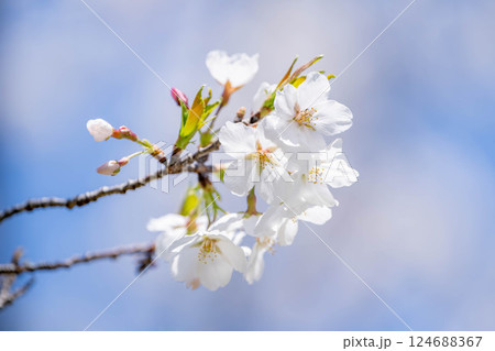 青空に映える桜 124688367