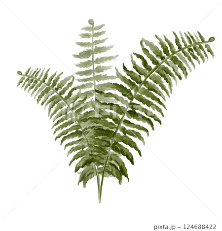 Forest fern. Green plant with carved leaves. Herbs for decoration. Marsh plant. Watercolor illustration without background. Hand drawing. High quality illustration 124688422