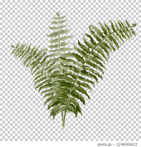 Forest fern. Green plant with carved leaves. Herbs for decoration. Marsh plant. Watercolor illustration without background. Hand drawing. High quality illustration 124688422