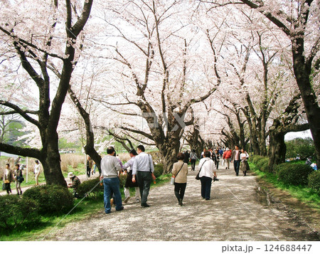 北上展勝地（岩手県北上市） 124688447