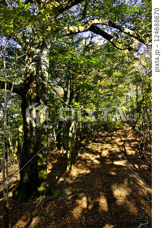 御坂山地の横沢ノ頭の尾根道 124688670