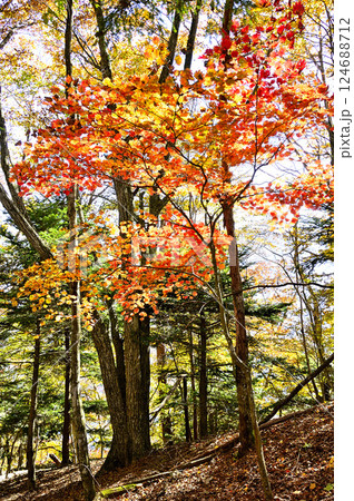 天子山地の中ノ倉山 紅葉のハウチワカエデ 天子山地の中ノ倉山 紅葉のハウチワカエデ 124688712