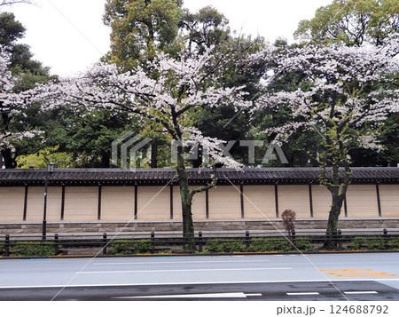 靖国通りの桜 124688792