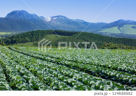飯田高原のキャベツ畑 124688882