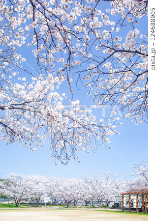 満開の桜が咲き誇る日田三隈川公園 124688905