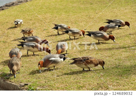 河川敷で餌をついばむヒドリガモ 124689032