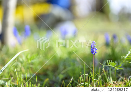 ムスカリの花 春の花 春色 3月 ムスカリの花 春の花 春色 3月 124689217
