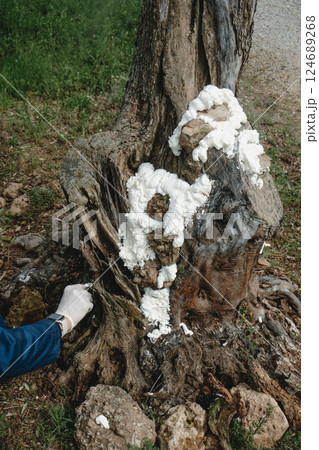 man fills some holes in a tree with foam spray 124689268