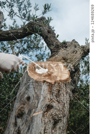 filling with foam spray a hole in an olive tree 124689269