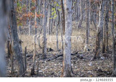 deep in woods Northern Plains Gray Langur or Hanuman langur or Semnopithecus entellus family sitting in summer season safari at panna national park tiger reserve madhya pradesh india deep in woods Northern Plains Gray Langur or Hanuman langur or Semnopithecus entellus family sitting in summer season safari at panna national park tiger reserve madhya pradesh india 124689355