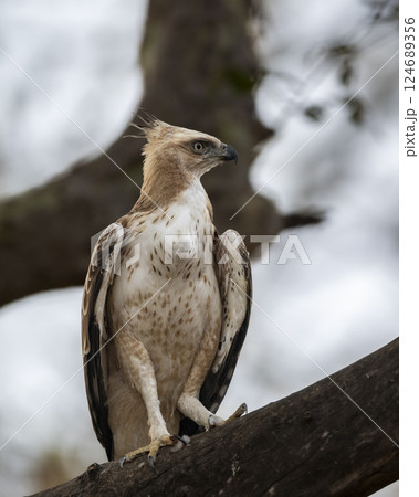 changeable or crested hawk eagle or nisaetus cirrhatus closeup or portrait front profile feather details perched on tree in safari at panna national park forest tiger reserve madhya pradesh india 124689356