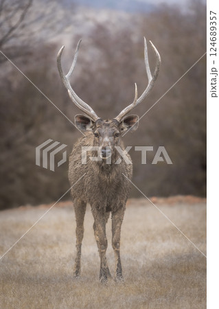 Wild male Sambar deer or Rusa unicolor closeup or portrait with long antlers horn or stag in summer season safari at ranthambore national park forest tiger reserve rajasthan india Wild male Sambar deer or Rusa unicolor closeup or portrait with long antlers horn or stag in summer season safari at ranthambore national park forest tiger reserve rajasthan india 124689357
