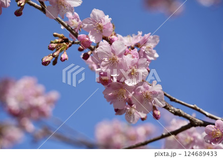 青空に映える美しい河津桜　アップ 124689433