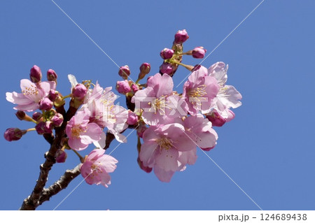 青空に映える美しい河津桜 アップ 青空に映える美しい河津桜 アップ 124689438