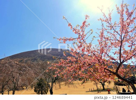 早春の早咲き桜と大室山 早春の早咲き桜と大室山 124689441