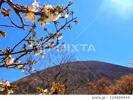 早春の早咲き桜と大室山 124689444