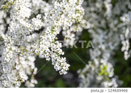ユキヤナギの花 小さい花 白い花 春の花 ユキヤナギの花 小さい花 白い花 春の花 124689466