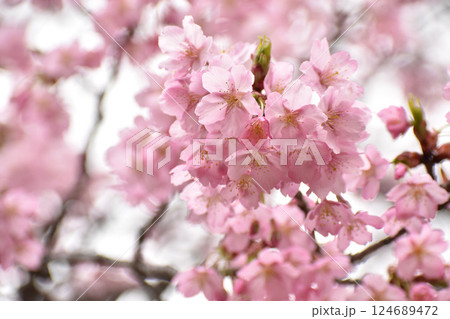 早咲きの修善寺寒桜 124689472