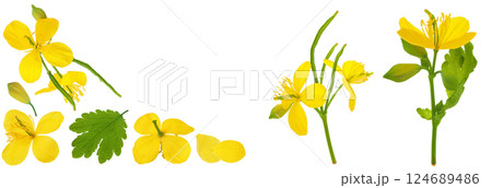 Celandine flower isolated on white background. Top view with copy space for your text. Flat lay 124689486