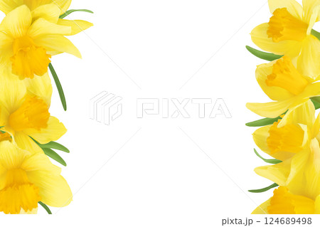 Daffodil flower or narcissus isolated on white background. Top view with copy space for your text. Flat lay Daffodil flower or narcissus isolated on white background. Top view with copy space for your text. Flat lay 124689498