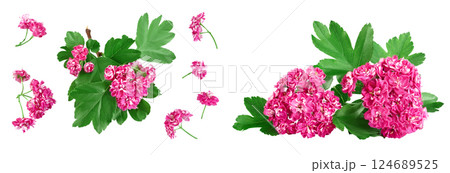 flower of hawthorn isolated on white background. Crataegus Pauls Scarlet. Top view. Flat lay 124689525
