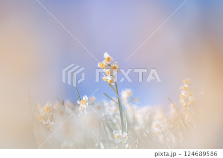 春の訪れを告げる野草 124689586