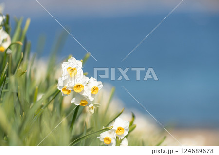水辺に咲くスイセン 124689678