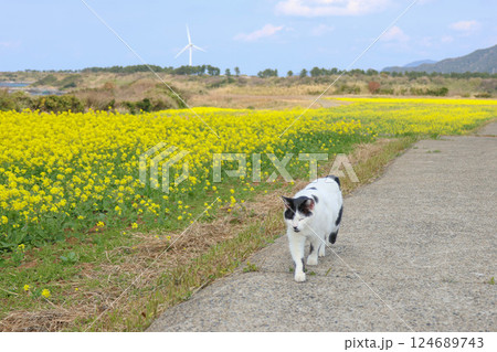 菜の花畑を散歩する猫 124689743