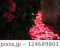 庭で朝日に照らされる散らばった花びら 124689803