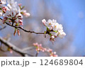 青空に映える桜 124689804