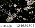 輝く桜 124689805