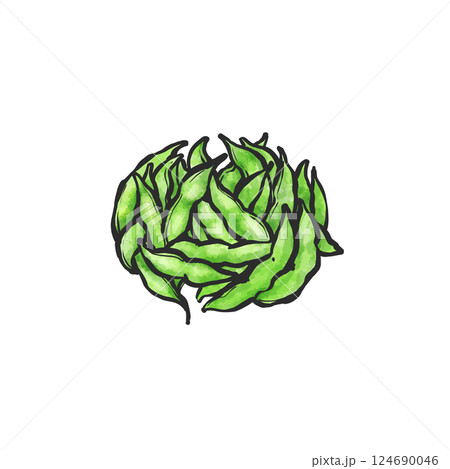 枝豆の手描き筆絵風イラスト 124690046