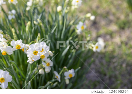 スイセン お花 春色 春 3月 素材 スイセン お花 春色 春 3月 素材 124690294