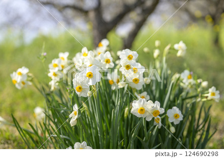 スイセン お花 春色 春 3月 素材 124690298