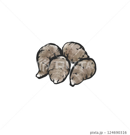 里芋の手描き筆絵風イラスト 里芋の手描き筆絵風イラスト 124690316