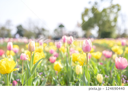 チューリップ畑 ピンク イエロー 春の花 3月 イメージ チューリップ畑 ピンク イエロー 春の花 3月 イメージ 124690440