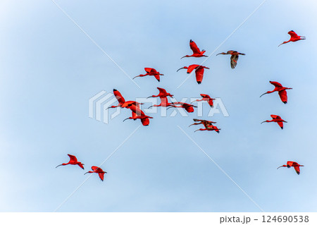 Scarlet ibis flying back home to their sleeping place, Revoada dos guaras on the Delta of the Parnaiba River in Brazil 124690538