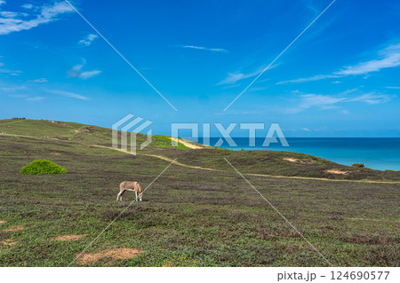 Trail along the coast and beaches from Jericoacoara to Pedra Furada in Ceara State, Brazil. Trail along the coast and beaches from Jericoacoara to Pedra Furada in Ceara State, Brazil. 124690577