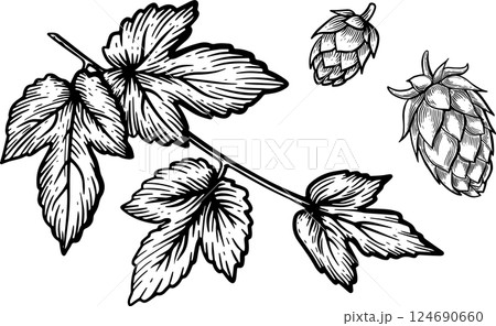 Hop Branch with Cones Illustration in Black and White 124690660