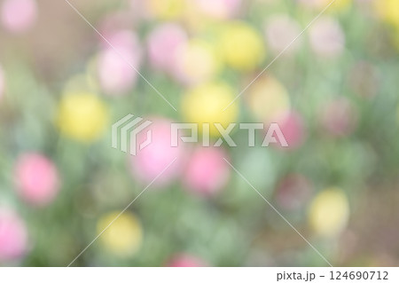 お花畑 カラフル ピンク イエロー グリーン アウトフォーカス 春色 お花畑 カラフル ピンク イエロー グリーン アウトフォーカス 春色 124690712