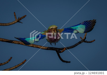 Lilac-breasted roller flies off from bare branch 124691001