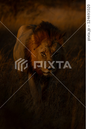 Male lion with catchlight walks towards camera 124691020