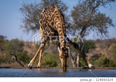 Male southern giraffe splays legs to drink 124691024