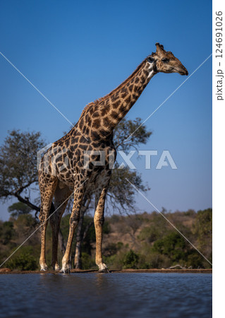Male southern giraffe stands leaning over waterhole 124691026