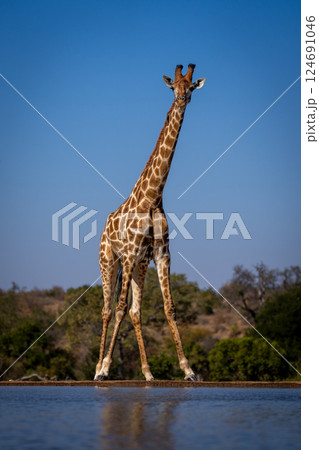 Southern giraffe stands by waterhole splaying legs Southern giraffe stands by waterhole splaying legs 124691046