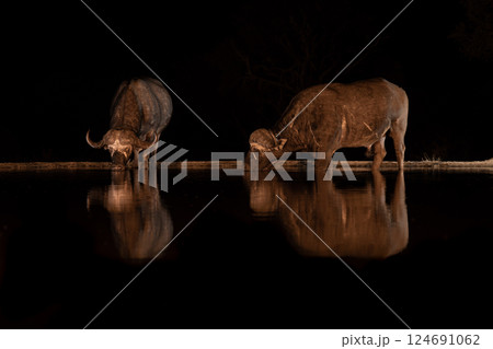 Two Cape buffaloes stand drinking from waterhole 124691062