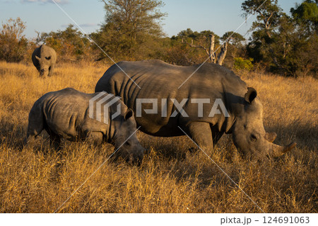 Two white rhinos pass camera near another 124691063